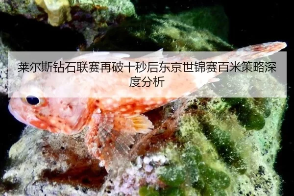 lai-er-si-zuan-shi-lian-sai-zai-po-shi-miao-hou-dong-jing-shi-jin-sai-bai-mi-ce-lve-shen-du-fen-xi-2-750.jpg